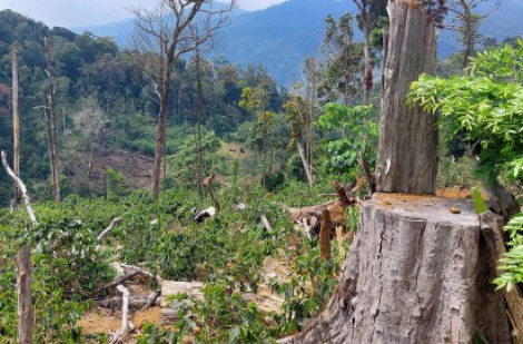 Kon Tum: Diện tích rừng tại Công ty Lâm nghiệp Kon Plông giảm hơn 4.000 ha
