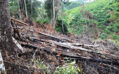 Lâm Đồng thu hồi hơn 104 ha đất của doanh nghiệp để xảy ra phá rừng