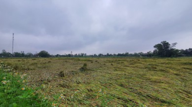 Mưa lớn, hàng ngàn ha lúa của nông dân Quảng Bình - Quảng Trị đổ rạp