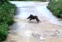Quảng Nam: Khỉ hoang tấn công khiến 3 người bị thương