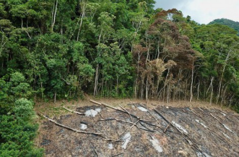COP15: Cơ hội “ngàn vàng” để khắc phục cuộc đại tuyệt chủng sắp xảy ra