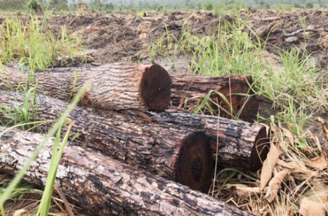 Gia Lai: Quản lý, ngăn chặn phá rừng tại xã Ia Mơ còn nhiều khó khăn