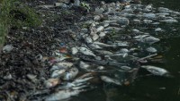 Hà Nội: Cá chết bất thường ở Hồ Tây