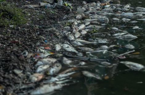 Hà Nội: Cá chết bất thường ở Hồ Tây
