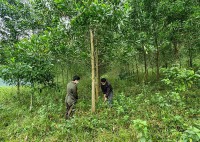 Quảng Bình: Trồng rừng thay thế các dự án, công trình có chuyển mục đích sử dụng rừng