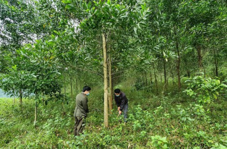 Quảng Bình: Trồng rừng thay thế các dự án, công trình có chuyển mục đích sử dụng rừng