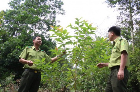 Quảng Ninh: Nâng cao diện tích rừng phòng hộ, rừng đặc dụng