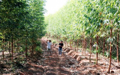 Quảng Ninh: Tiến độ trồng rừng lim, giổi, lát toàn tỉnh đạt trên 55%