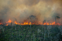 Rừng Amazon đang mất dần khả năng phục hồi dưới áp lực của con người, hạn hán