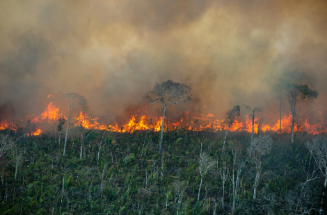 Rừng Amazon đang mất dần khả năng phục hồi dưới áp lực của con người, hạn hán