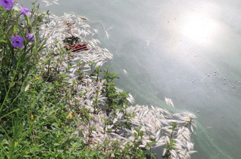 TP Bắc Giang: Cá chết hàng loạt ở hồ Khuôn viên Bách Việt gây ô nhiễm môi trường