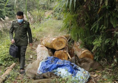 Thái Nguyên: Xử lý kịp thời một vụ khai thác rừng phòng hộ trái phép