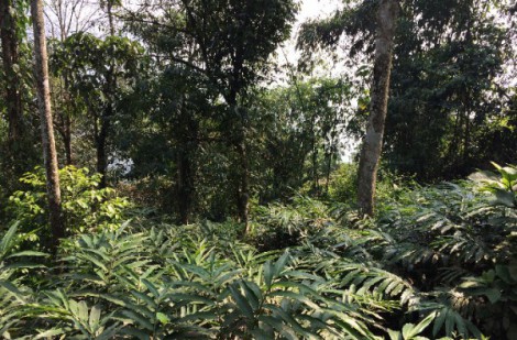 Thanh Hóa: Trồng dược liệu dưới tán rừng theo hướng nâng cao giá trị và phát triển bền vững