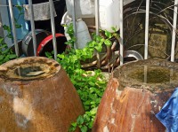 TP. Hồ Chí Minh: Mở chiến dịch tổng vệ sinh triệt nơi sinh sản của muỗi truyền bệnh sốt xuất huyết