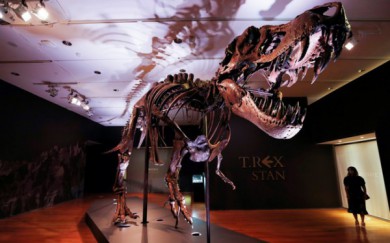 Bộ xương khủng long bạo chúa lớn nhất thế giới ra đấu giá