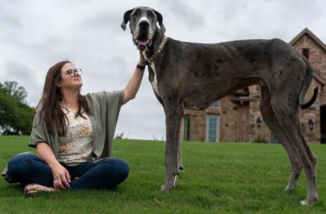 Gặp gỡ chú chó cao nhất trên thế giới