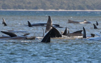 Ngoạn mục, pha giải cứu hàng trăm cá voi mắc cạn ở Australia