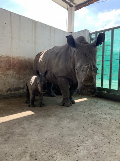 Vườn thú ở Long An đón con Tê giác trắng thứ 3 chào đời