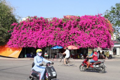 Độc đáo giàn hoa giấy 'khủng' đỏ rực phủ cả căn nhà bên bờ sông Cà Ty