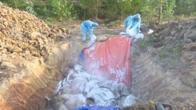 Quảng Trị: Tiêu hủy hơn 4.000 con lợn nhiễm dịch tả lợn châu Phi