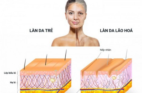 Tác dụng Collagen với da? Collagen chiết xuất từ loại nào làn da hấp thụ tối ưu?