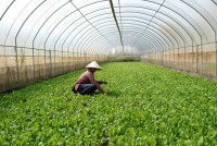 Hợp tác xã nông nghiệp “tắc” nguồn vốn tín dụng