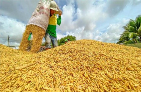 Sản xuất lúa gạo bền vững theo chuỗi giá trị