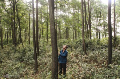Mục tiêu đến 2030 Việt Nam đạt 1 triệu ha rừng gỗ lớn có chứng chỉ