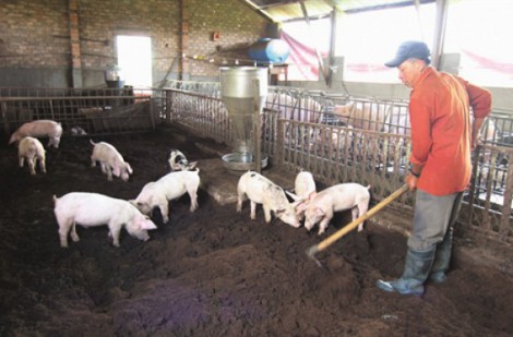Thịt nhân tạo và tương lai của ngành chăn nuôi VIệt Nam: Kỳ 3 - Giải bài toán chăn nuôi bền vững