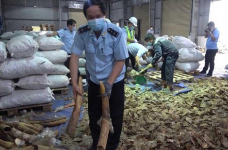 Hải quan Đà Nẵng bắt lô hàng gần 7 tấn vảy tê tê và ngà voi