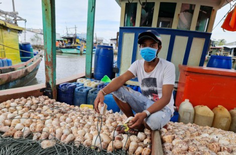 Cà Mau: Điều tra, xử lý tình trạng ngư dân bị trộm ốc bẫy mực