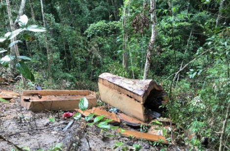 Củng cố hồ sơ khởi tố vụ án khai thác gần 85 m3 gỗ rừng ở Gia Lai