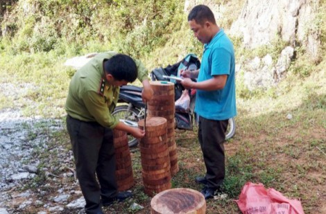 Thu giữ hơn 140 lóng gỗ nghiến cất giấu bên vệ đường