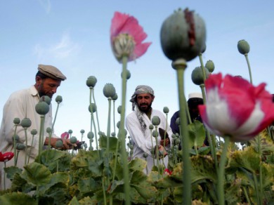 Taliban có khó dẹp bỏ 'công nghiệp' thuốc phiện ở Afghanistan