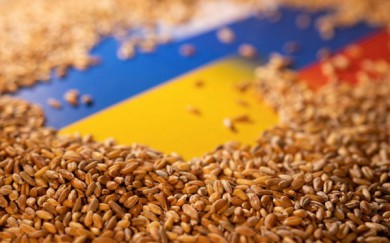 Nga sẵn sàng đảm bảo cho tàu chở ngũ cốc của Ukraine đi lại tự do