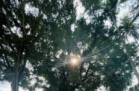 Cận cảnh cây thị hơn 700 tuổi vừa được công nhận là cây di sản Việt Nam