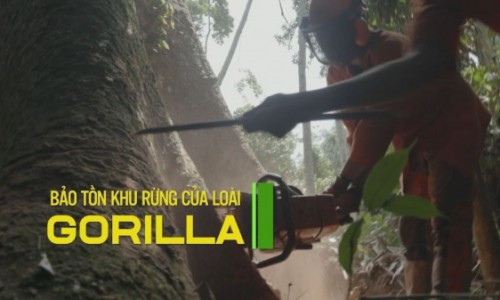 Bảo tồn khu rừng của loài Gorilla