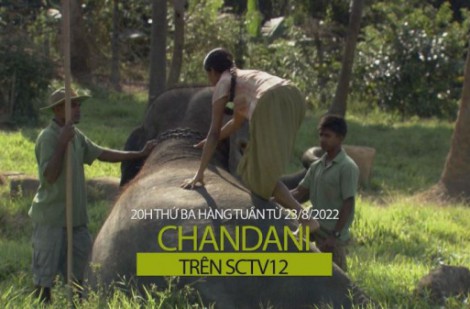Đón xem ”Chandani” trên SCTV12