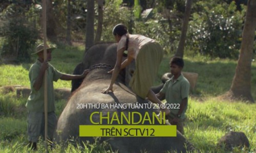 Đón xem ”Chandani” trên SCTV12