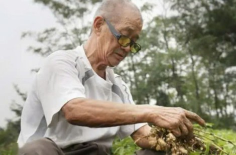 3 lợi ích sức khỏe nổi bật khi người già thường xuyên ăn lạc