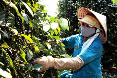 5 lô hàng nông sản của Việt Nam có thể bị mất trắng tại Dubai – UAE