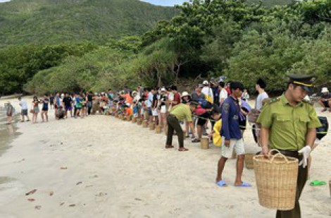 87 vích con Malaysia nở tại Côn Đảo mang quốc tịch Việt Nam