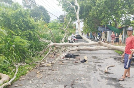 Bạc Liêu: Cây ngã đổ, đè một người bị thương nguy kịch