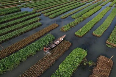 Bangladesh: Nông dân tìm cách thích ứng với biến đổi khí hậu
