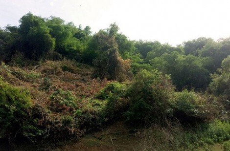 Bình Định: Khởi tố cựu bí thư huyện để làm rõ vụ thâu tóm đất rừng