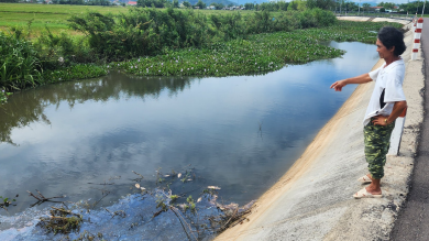 Bình Định: Kiểm tra, xác định nguyên nhân cá chết nổi lềnh bềnh trên sông