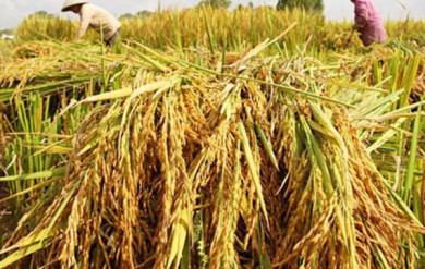 Bộ Công Thương khuyến nghị về lệnh cấm xuất khẩu gạo của Ấn Độ