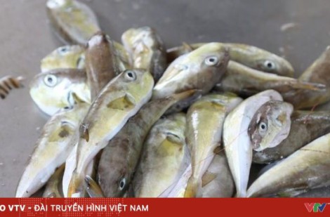 Bộ Y tế: Xử lý vụ ngộ độc cá nóc khiến 4 người nhập viện tại Cà Mau