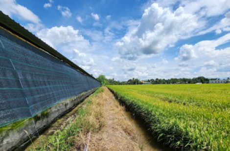 Bức xúc vì trang trại vịt gây ô nhiễm