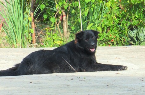 Cà Mau: Chủ quán thịt chó tử vong do bệnh dại